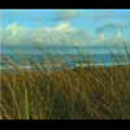 Thumbnail Royalty Free Stock Footage: New Zealand Surf Beach: NL00013