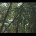Thumbnail Royalty Free Stock Footage : Rain Forest : NL00050