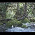 Thumbnail Royalty Free Stock Footage: New Zealand: NL00068