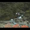 Thumbnail Royalty Free Stock Footage: New Zealand: NL00092