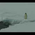 Thumbnail Royalty Free Stock Footage: Penguins: NL00113