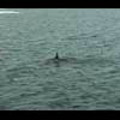 Thumbnail Royalty Free Stock Footage: Whales: NL00115