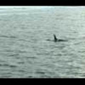 Thumbnail Royalty Free Stock Footage: Whales: NL00118