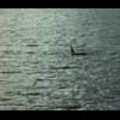 Thumbnail Royalty Free Stock Footage: Whales: NL00119