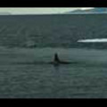 Thumbnail Royalty Free Stock Footage: Whales: NL00120