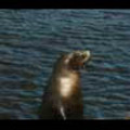 Thumbnail Royalty Free Stock Footage: Seal: NL00152
