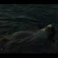 Thumbnail Royalty Free Stock Footage: Seal: NL00154