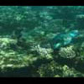 Thumbnail Royalty Free Stock Footage: Fish: NL00158