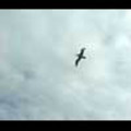 Thumbnail Royalty Free Stock Footage: Birds: NL00163