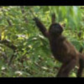 Thumbnail Royalty Free Stock Footage: Monkeys: NL00328