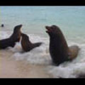 Thumbnail Royalty Free Stock Footage : Sea Lion : NL00394