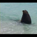 Thumbnail Royalty Free Stock Footage : Sea Lion : NL00395