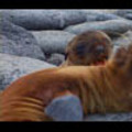 Thumbnail Royalty Free Stock Footage : Sea Lion : NL00396