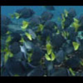 Thumbnail Royalty Free Stock Footage : Fish : NL00398