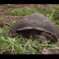Thumbnail Royalty Free Stock Footage : Turtle : NL00404