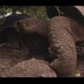 Thumbnail Royalty Free Stock Footage : Turtle : NL00405