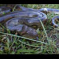 Thumbnail Royalty Free Stock Footage : Snake : NL00411