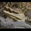 Thumbnail Royalty Free Stock Footage: Alligator: NL00418 Thumbnail Royalty Free Stock Footage: Alligator: NL00418