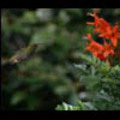 Thumbnail Royalty Free Stock Footage: Venezuela Hummingbird: NL00423