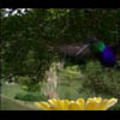 Thumbnail Royalty Free Stock Footage: Venezuela Hummingbird: NL00425