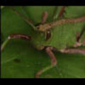 Thumbnail Royalty Free Stock Footage: Venezuela Grasshopper: NL00436 Thumbnail Royalty Free Stock Footage: Venezuela Grasshopper: NL00436