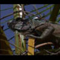 Thumbnail Royalty Free Stock Footage: Venezuela Iguana: NL00439 Thumbnail Royalty Free Stock Footage: Venezuela Iguana: NL00439