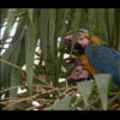 Thumbnail Royalty Free Stock Footage: Venezuela Birds: NL00443 Thumbnail Royalty Free Stock Footage: Venezuela Birds: NL00443