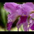 Thumbnail Royalty Free Stock Footage: Venezuela Orchid: NL00451 Thumbnail Royalty Free Stock Footage: Venezuela Orchid: NL00451