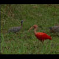 Thumbnail Royalty Free Stock Footage: Venezuela Birds: NL00464