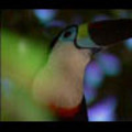 Thumbnail Royalty Free Stock Footage: Venezuela Birds: NL00474 Thumbnail Royalty Free Stock Footage: Venezuela Birds: NL00474