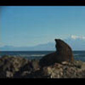 Thumbnail Royalty Free Stock Footage: New Zealand Fur Seal: NL00477 Thumbnail Royalty Free Stock Footage: New Zealand Fur Seal: NL00477