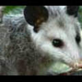 Thumbnail Royalty Free Stock Footage: Opossum: NL00502 Thumbnail Royalty Free Stock Footage: Opossum: NL00502