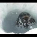 Thumbnail Royalty Free Stock Footage: Antarctica Wildlife: NL00507 Thumbnail Royalty Free Stock Footage: Antarctica Wildlife: NL00507