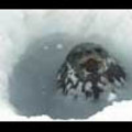 Thumbnail Royalty Free Stock Footage: Antarctica Wildlife: NL00508.mov Thumbnail Royalty Free Stock Footage: Antarctica Wildlife: NL00508.mov