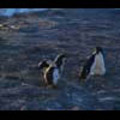 Thumbnail Royalty Free Stock Footage: Antarctica: NL00528 Thumbnail Royalty Free Stock Footage: Antarctica: NL00528
