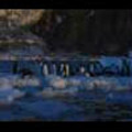 Thumbnail Royalty Free Stock Footage: Antarctica: NL00529 Thumbnail Royalty Free Stock Footage: Antarctica: NL00529
