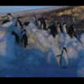 Thumbnail Royalty Free Stock Footage: Antarctica: NL00530 Thumbnail Royalty Free Stock Footage: Antarctica: NL00530
