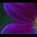 Thumbnail Royalty Free Stock Footage: Flower: NL00556 Thumbnail Royalty Free Stock Footage: Flower: NL00556
