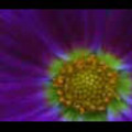 Thumbnail Royalty Free Stock Footage: Flower: NL00557 Thumbnail Royalty Free Stock Footage: Flower: NL00557
