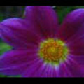 Thumbnail Royalty Free Stock Footage: Flower: NL00559 Thumbnail Royalty Free Stock Footage: Flower: NL00559