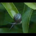 Thumbnail Royalty Free Stock Footage: Snail: NL00560 Thumbnail Royalty Free Stock Footage: Snail: NL00560