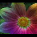 Thumbnail Royalty Free Stock Footage: Psychedelic Flower: NL00564