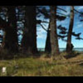 Thumbnail Royalty Free Stock Footage: New Zealand: NL00568 Thumbnail Royalty Free Stock Footage: New Zealand: NL00568