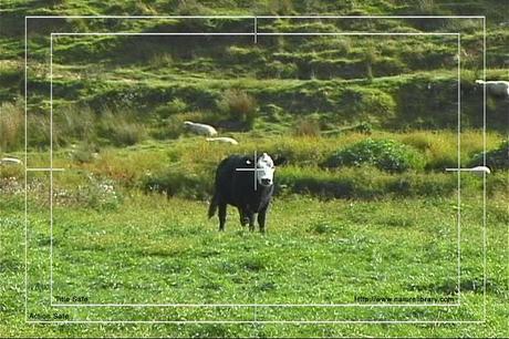 Product picture Royalty Free Stock Footage: New Zealand Cow: NL00015