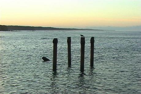 Product picture Royalty Free Stock Footage: New Zealand Coastal Sunrise: NL00022