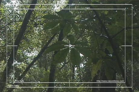 Product picture Royalty Free Stock Footage : Rain Forest : NL00050