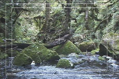 Product picture Royalty Free Stock Footage: New Zealand: NL00068