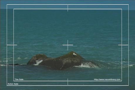 Product picture Royalty Free Stock Footage: New Zealand: NL00081