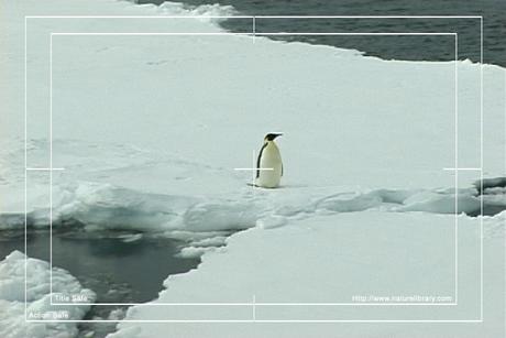 Product picture Royalty Free Stock Footage: Penguins: NL00112