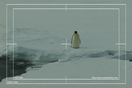 Product picture Royalty Free Stock Footage: Penguins: NL00113